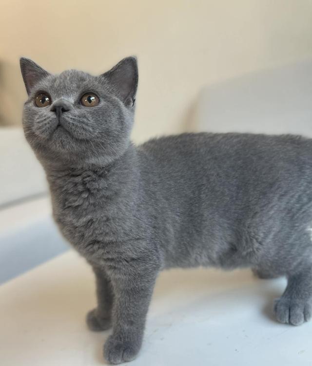 British Shorthair WCF ดช รูปที่ 10