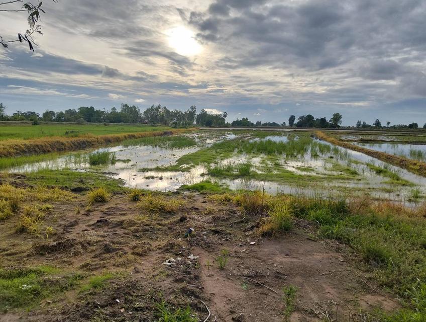 ขายที่ดิน 3 แปลง จังหวัดชัยนาท 20
