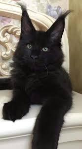 แมวเมนคูนสีดำ 2