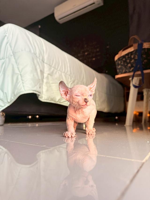 แมว สฟิงซ์ เพศ เมีย พร้อมย้ายบ้าน 10