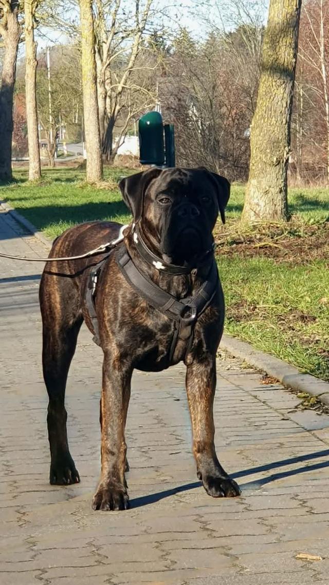 ขาย Bullmastiff สุดหล่อ 2