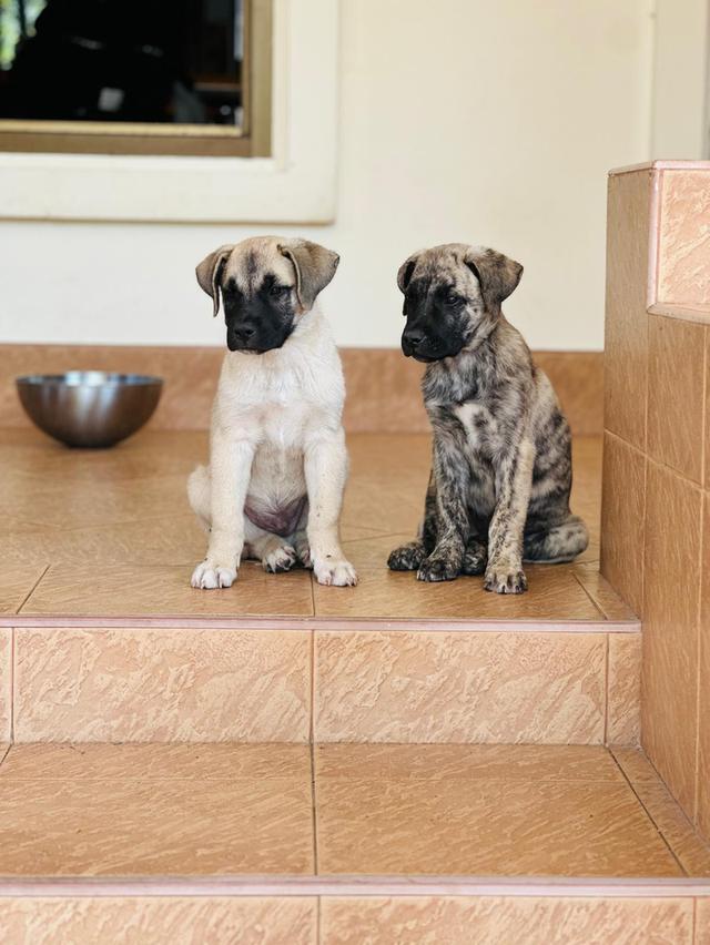 PRESA CANARIO (CANARY ISLANDS) รูปที่ 2