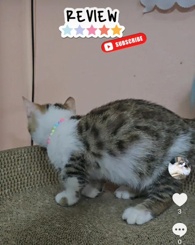 Munchkin Bengal