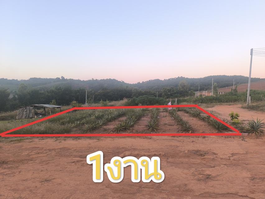 ขายที่ดินแถวสามเหลี่ยมทองคำบ้านสบรวก  ต.เวียงอ.เชียงแสน 3งาน งานละ350000 ครุฑเขียวนส3ก.  น้ำไฟพร้อม สร้างบ้านสนใจโทร.093-2673317 063-1089887 4