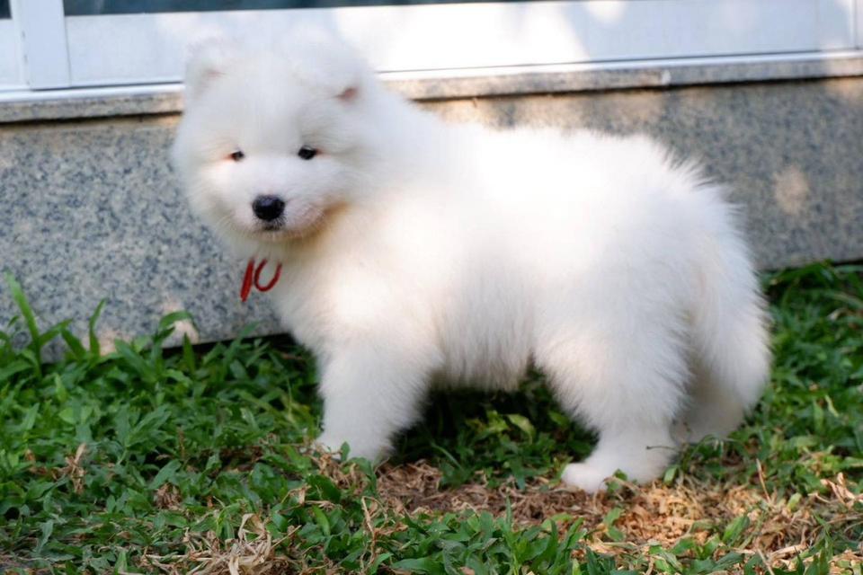 > Samoyed สายเลือดดี <  3