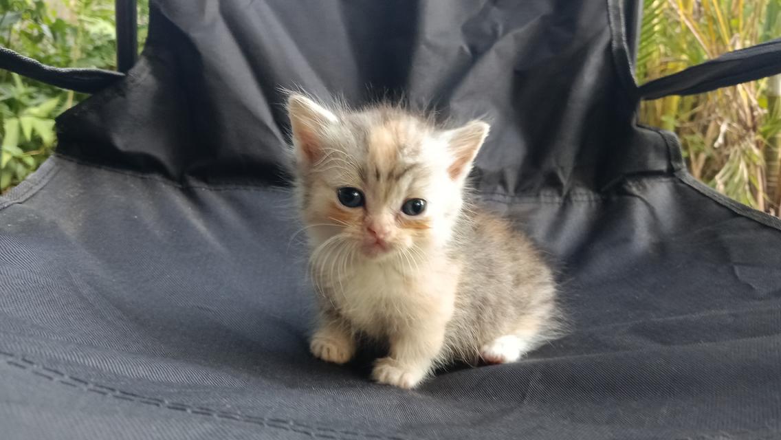 น้องแมวมัชกิ้นเพศเมีย 8