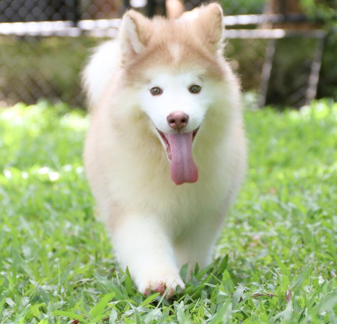 ไซบีเรียนเพศผู้ ฟอร์มหมีราคาถูก เชียงใหม่ 4