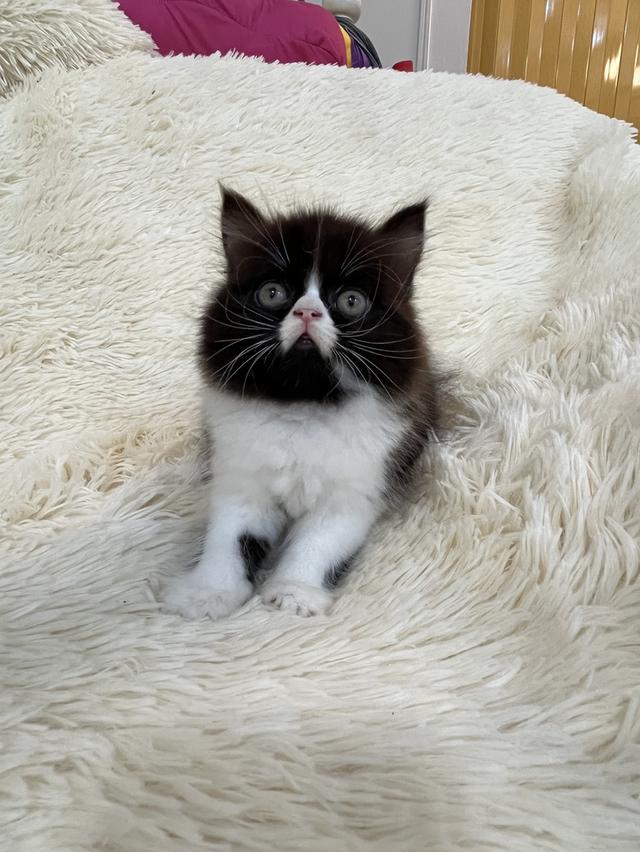 แมวเปอเซีย ดำขาว 🔥🔥🙂🙏 รูปที่ 5