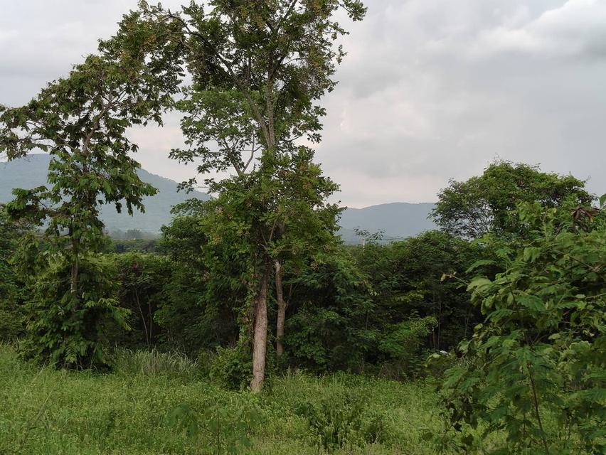 ขายที่วังไทร เขาใหญ่ ที่บนเนิน 3.5ไร่ ใกล้ My ozone Movenpick khaoyai ถนนกว้างไฟฟ้าผ่านหน้าที่ วิวเขาสวยมาก หลังพิงเขา แถมที่ครอบครอง 2ไร่ ปากช่อง 6