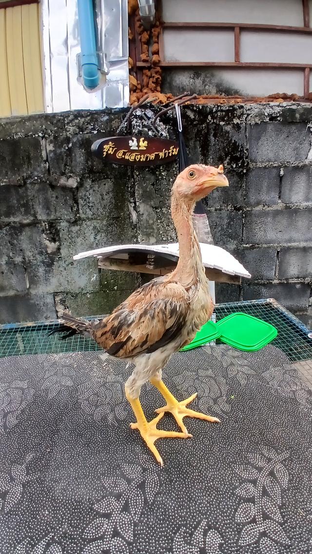 ลูกไก่ชน สายเลือดเงินล้าน รูปที่ 5
