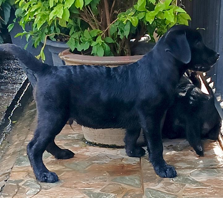 ขายลูกสุนัขพันธ์ลาบราดอ