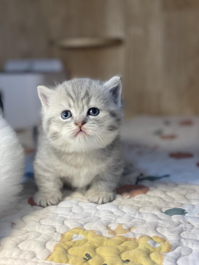 แมวมันช์กิ้นขาสั้น 9