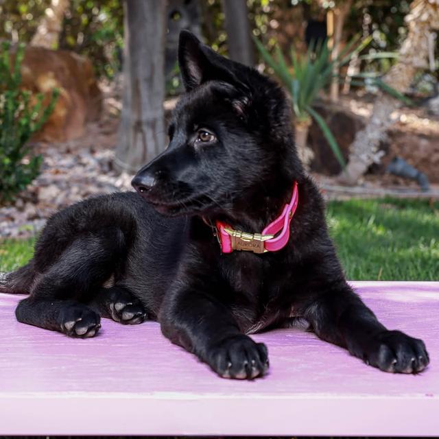 German Shepherd Puppies  WhatsApp me : +66 63 826 3042