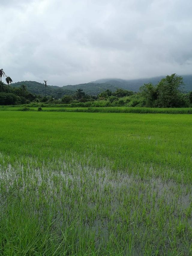 ที่ดินสวยวิวเขาหนองรี 3