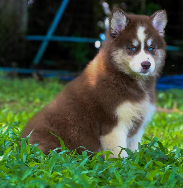 ไซบีเรียนฮัสกี้วูลลี่ ตาฟ้าคู่ เพศเมีย เชียงใหม่