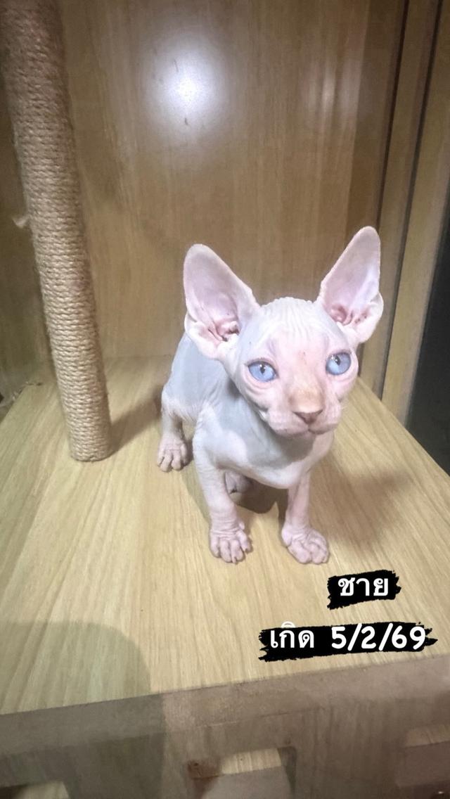 แมวสฟิงซ์แมวไม่มีขนแมวขี้อ้อน รูปย่อยที่ 2