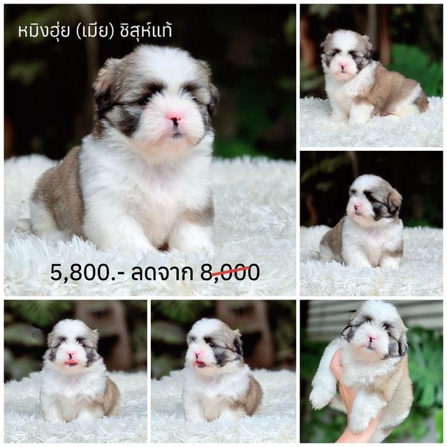 ชิสุแท้ พิกัดรามอินทรา รูปย่อยที่ 2