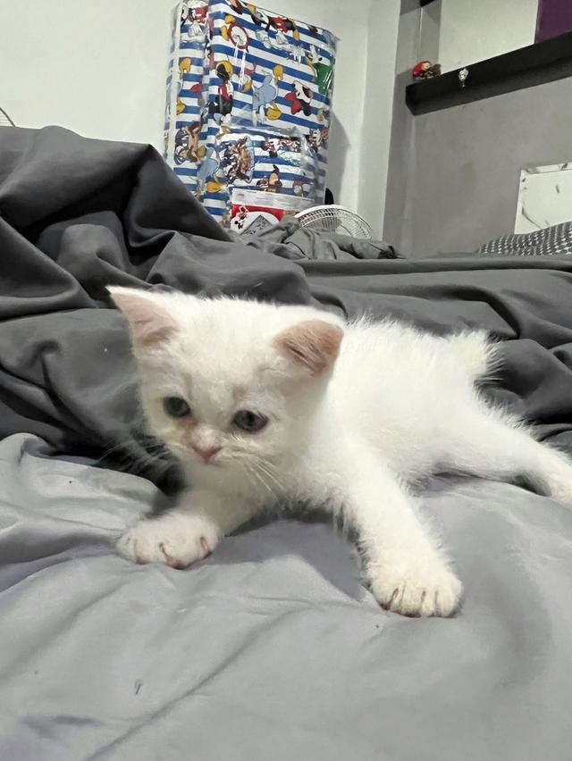 ลูกแมว สก็อตติช เปอร์เซีย รูปที่ 6