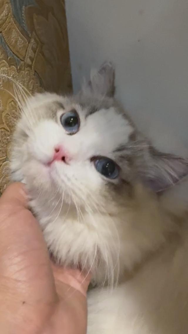 แร็ดอลเพศผู้ ติดคนมากนิสัยดีรับแขกเข้าได้กับทุกคน พร้อมเป็นคุณพ่อ