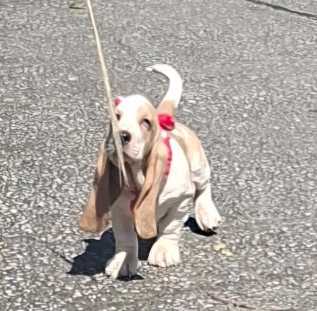 บาสเซ็ตฮาว์ดใบเพ็ดสมาคมพัฒนาพันธุ์สุนัข 15