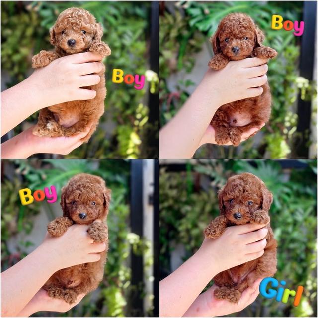 พุดเดิ้ลทอยแท้ พร้อมย้ายบ้าน พิกัดรามอินทรา