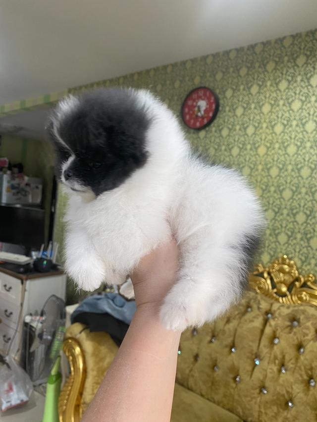 ปอมแท้ สีแพนด้าปาตี้ รูปที่ 3