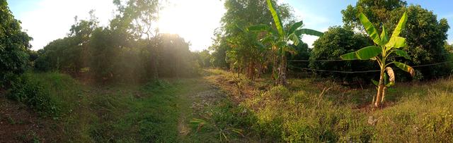 สวนลำใย 31ไร่3งาน ที่ดินวิวสวยที่บนเขา ท้ายสวนมีฝายน้ำ 5