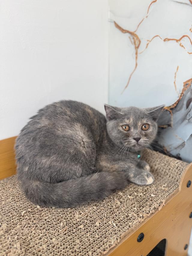 ลูกแมวบริติชช็อตแฮร์ รูปที่ 2