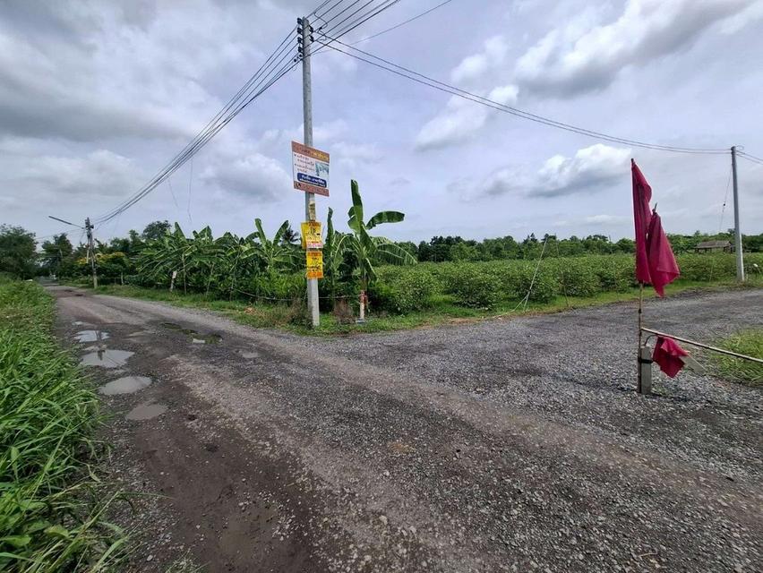 ขายที่ดินคลอง 11ซอยปลายนาร่วมฤดี 1 ใกล้วัดป่าคลอง11 หนองเสือ ปทุมธานี 6
