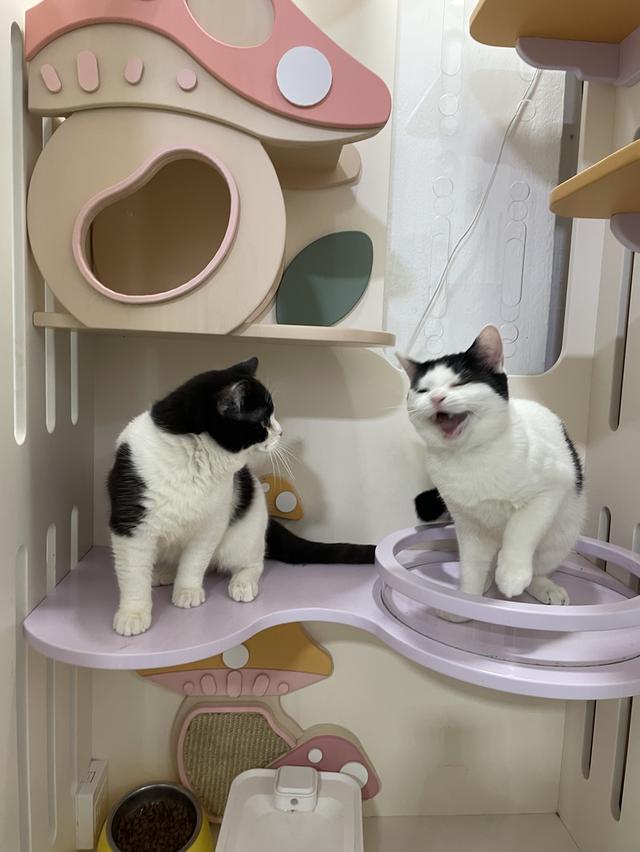 สก๊อตติช  8