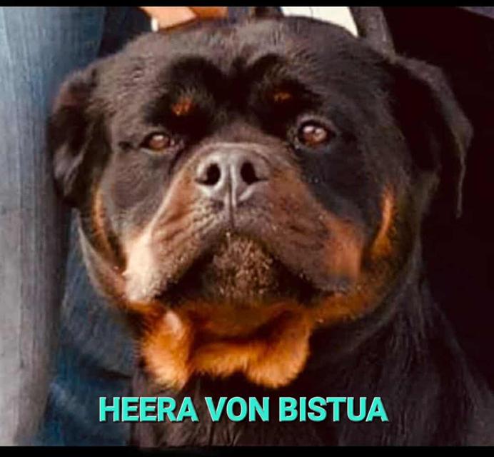 ลูกสุนัขร็อตไวเลอร์พันธุ์แท้สายเลือดนำเข้า 9