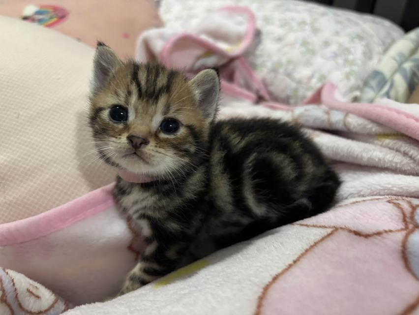 ลูกแมวพันธุ์ American Shorthair รูปที่ 5