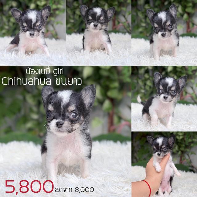 ชิวาวาแท้ ขนยาว พร้อมย้ายบ้าน รูปที่ 7