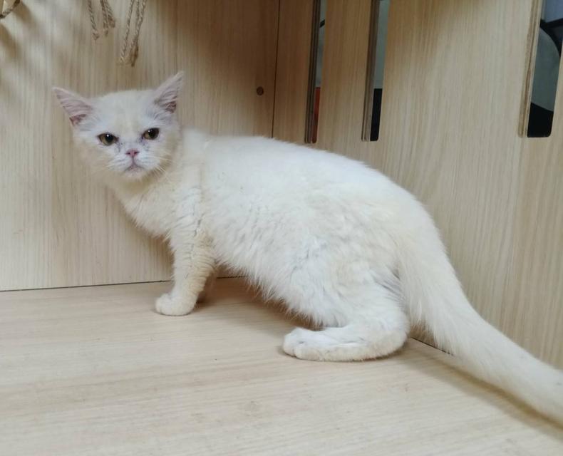 6.แมวมันช์กิ้นขายาว เพศผู้ Munchkin Cat long legs Male รูปที่ 2