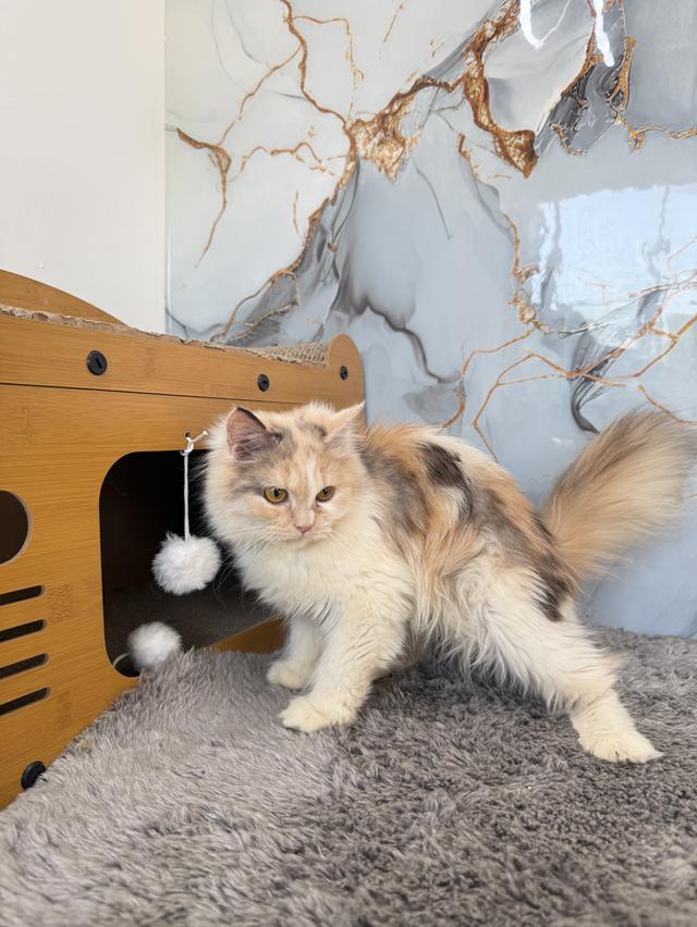 ลูกแมวพันธุ์เปอร์เซีย รูปย่อยที่ 4