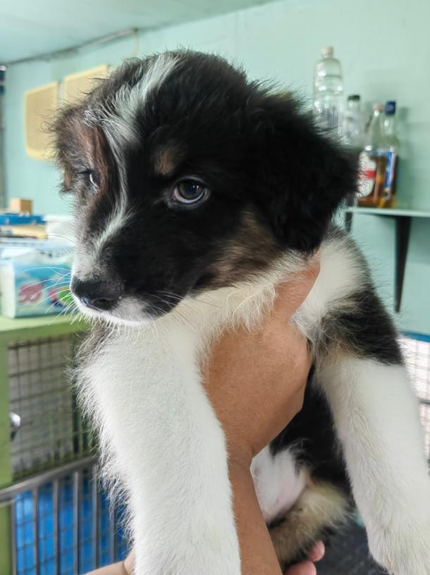 ขาย Australian Shepherd เพศผู้