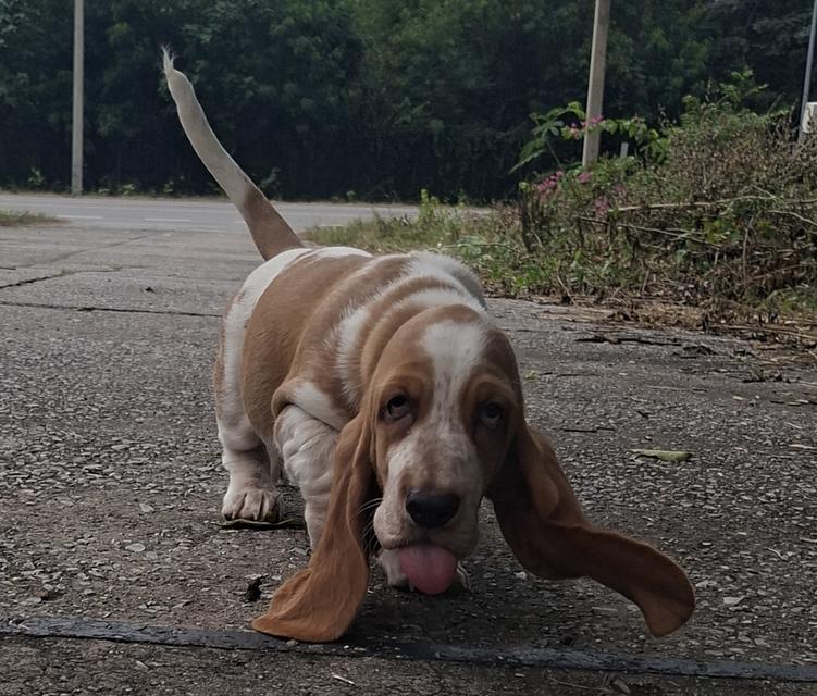 บาสเซ็ตฮาว์ดใบเพ็ดสมาคมพัฒนาพันธุ์สุนัข