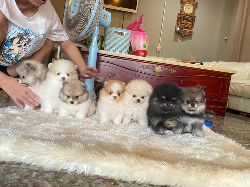 จำหน่ายน้องสุนัขปอมเมอมเรเนียนแท้ 