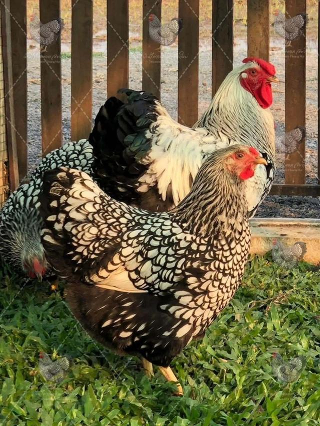 ไก่วายดอท (Wyandotte) อเมริกาเเท้ 100 เปอร์เซ็นต์