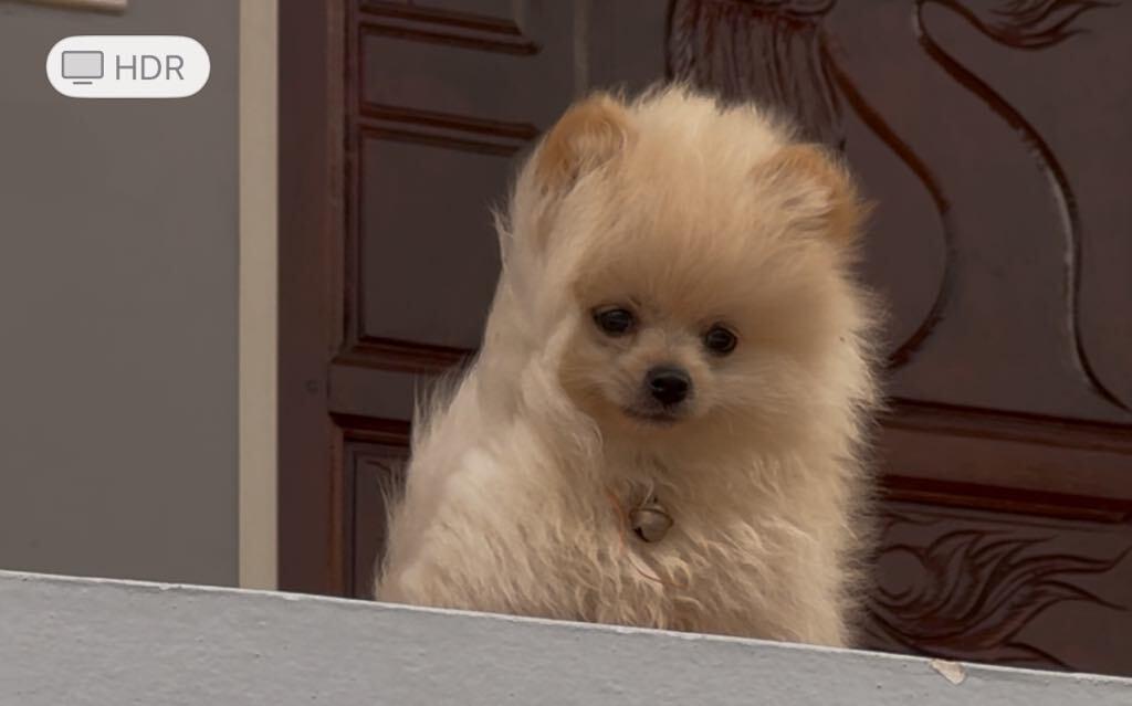 น้องปอม 5เดือน 3500 2