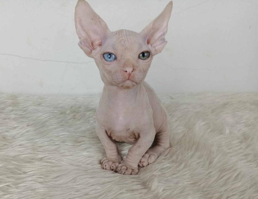 34.แมวแบมบิโน่/เพศผู้ หาบ้าน Bambino Cat/Male looking for a new home ตาสองสี/Odd-eyed