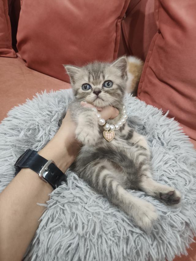 เด็กหญิง เทาลาย สก็อตติช🏠🏡😻 รูปที่ 4