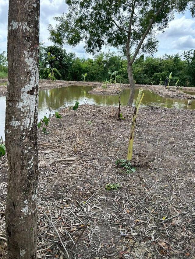 ขาย ที่ดิน ลำลูกกา 2 ไร่ เหมาะทำสวนเกษตร คลอง11ปทุมธานี 4