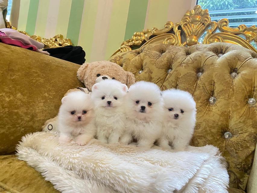 จำหน่ายลูกปอมเมอเรเนียนแท้ ราคากันเอง