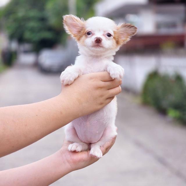 ชิวาวาแท้ขนยาว เพศเมีย พร้อมย้ายบ้าน 11