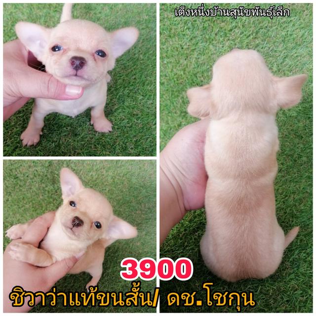 ชิวาว่าเเท้ขนสั้น ขนยาว พร้อมย้าย 12