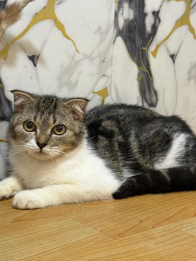 ลูกแมวพันธุ์สก๊อตติชแท้