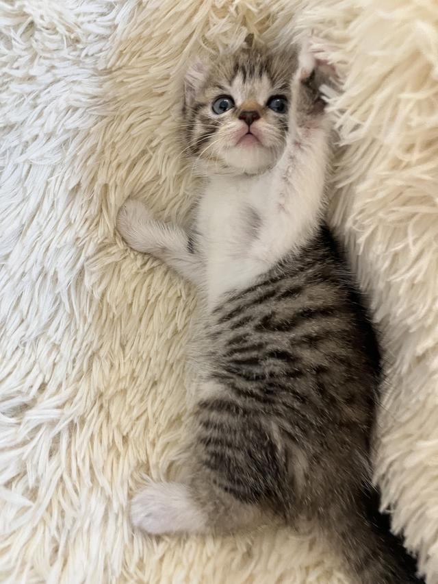 แมวหูบิน อเมริกันเคริล รูปที่ 20