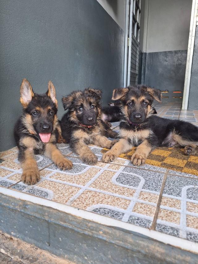 Adorable German Shepherd Puppies - Ready now !