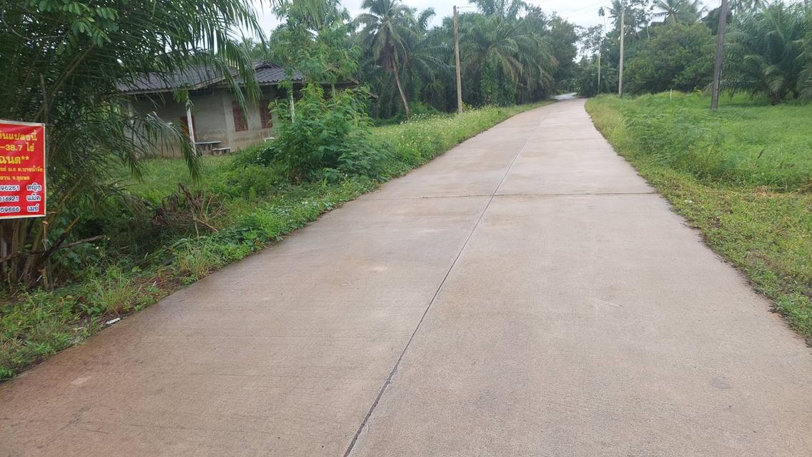 ที่ดิน สวนปาล์มน้ำมัน ต.บางน้ำจืด อ.หลังสวน จ.ชุมพร โฉนด พร้อมโอน 6